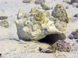 Little fish hanging out by their shell....taken in Cozumel by Christa Loustalot 